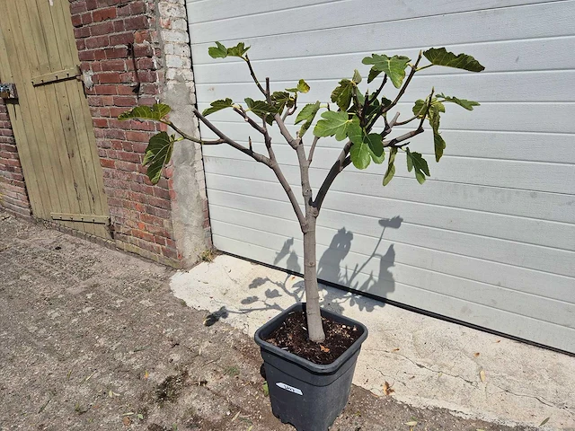 Vijgenboom - ficus carica - fruit tree - hoogte ca. 100 cm - afbeelding 1 van  2