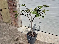 Vijgenboom - ficus carica - fruit tree - hoogte ca. 100 cm - afbeelding 1 van  2