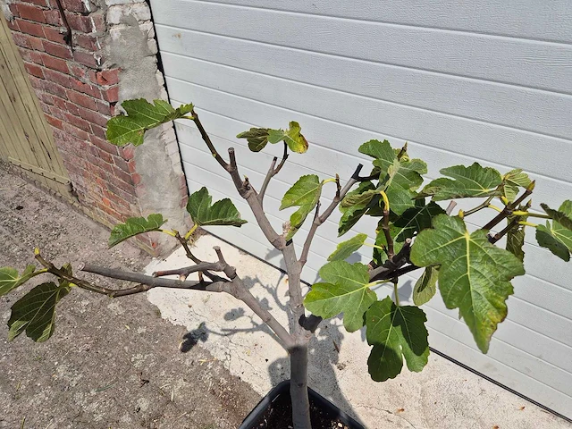 Vijgenboom - ficus carica - fruit tree - hoogte ca. 100 cm - afbeelding 2 van  2