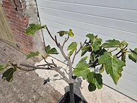 Vijgenboom - ficus carica - fruit tree - hoogte ca. 100 cm - afbeelding 2 van  2