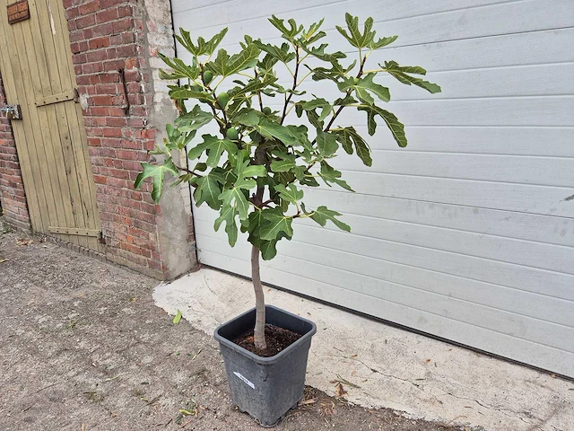 Vijgenboom - ficus carica - fruit tree - hoogte ca. 100 cm - afbeelding 1 van  2