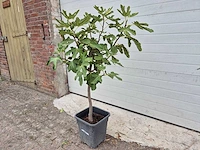 Vijgenboom - ficus carica - fruit tree - hoogte ca. 100 cm - afbeelding 1 van  2