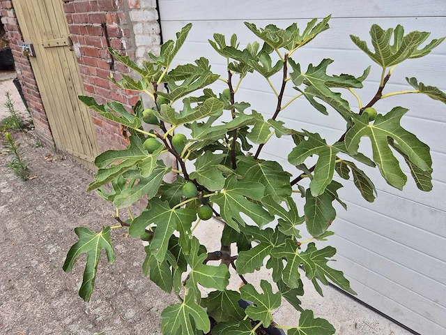 Vijgenboom - ficus carica - fruit tree - hoogte ca. 100 cm - afbeelding 2 van  2