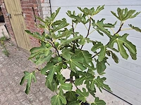 Vijgenboom - ficus carica - fruit tree - hoogte ca. 100 cm - afbeelding 2 van  2