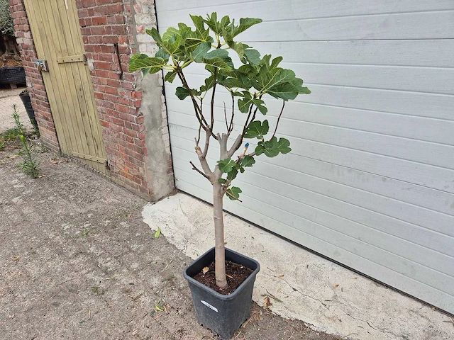 Vijgenboom - ficus carica - fruit tree - hoogte ca. 100 cm - afbeelding 1 van  2