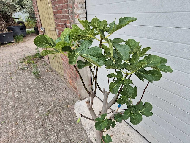Vijgenboom - ficus carica - fruit tree - hoogte ca. 100 cm - afbeelding 2 van  2