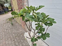 Vijgenboom - ficus carica - fruit tree - hoogte ca. 100 cm - afbeelding 2 van  2