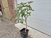 Vijgenboom - ficus carica - fruit tree - hoogte ca. 100 cm - afbeelding 1 van  2