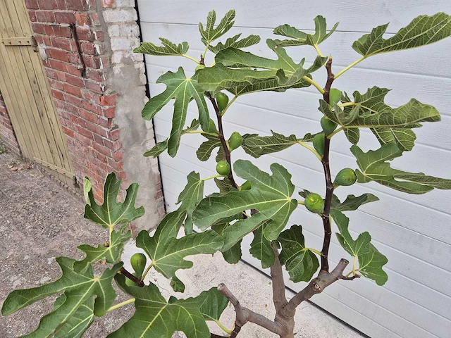 Vijgenboom - ficus carica - fruit tree - hoogte ca. 100 cm - afbeelding 2 van  2