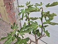 Vijgenboom - ficus carica - fruit tree - hoogte ca. 100 cm - afbeelding 2 van  2