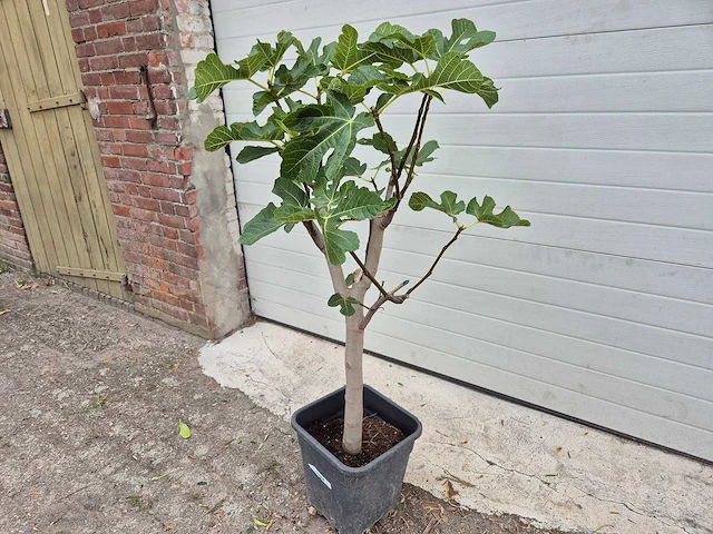 Vijgenboom - ficus carica - fruit tree - hoogte ca. 100 cm - afbeelding 1 van  2