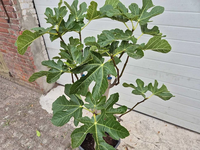 Vijgenboom - ficus carica - fruit tree - hoogte ca. 100 cm - afbeelding 2 van  2