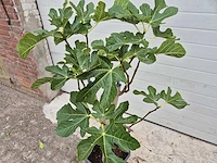 Vijgenboom - ficus carica - fruit tree - hoogte ca. 100 cm - afbeelding 2 van  2