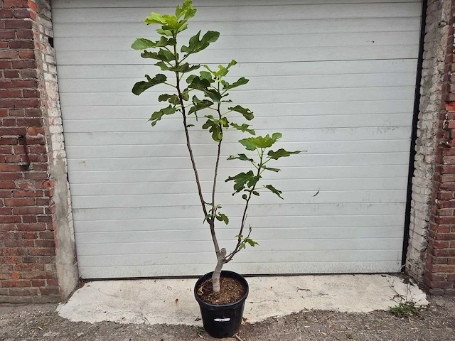 Vijgenboom - ficus carica - fruit tree - hoogte ca. 150 cm - afbeelding 1 van  3