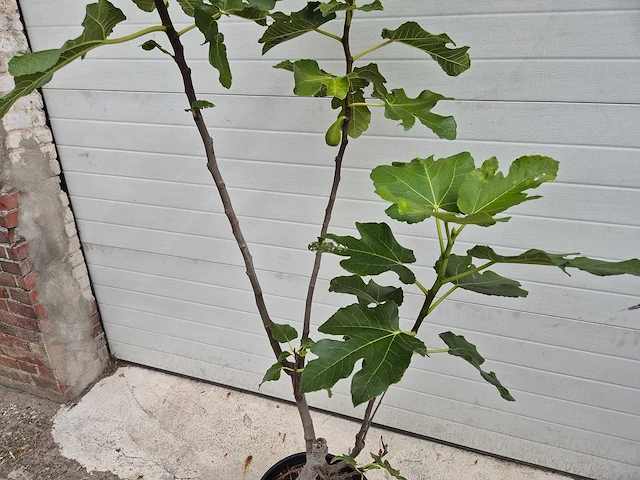 Vijgenboom - ficus carica - fruit tree - hoogte ca. 150 cm - afbeelding 2 van  3