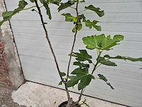Vijgenboom - ficus carica - fruit tree - hoogte ca. 150 cm - afbeelding 2 van  3