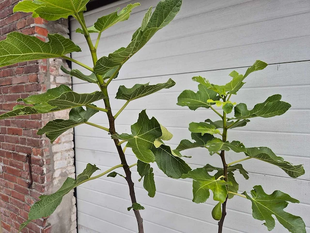 Vijgenboom - ficus carica - fruit tree - hoogte ca. 150 cm - afbeelding 3 van  3