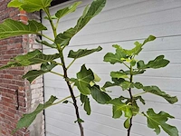Vijgenboom - ficus carica - fruit tree - hoogte ca. 150 cm - afbeelding 3 van  3