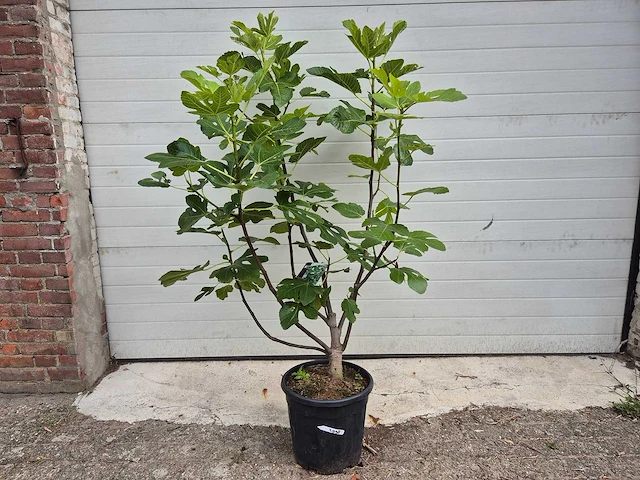 Vijgenboom - ficus carica - fruit tree - hoogte ca. 150 cm - afbeelding 1 van  3