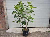 Vijgenboom - ficus carica - fruit tree - hoogte ca. 150 cm - afbeelding 1 van  3