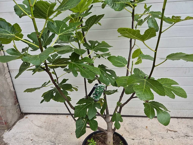 Vijgenboom - ficus carica - fruit tree - hoogte ca. 150 cm - afbeelding 2 van  3