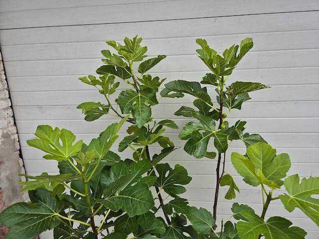 Vijgenboom - ficus carica - fruit tree - hoogte ca. 150 cm - afbeelding 3 van  3