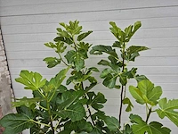 Vijgenboom - ficus carica - fruit tree - hoogte ca. 150 cm - afbeelding 3 van  3