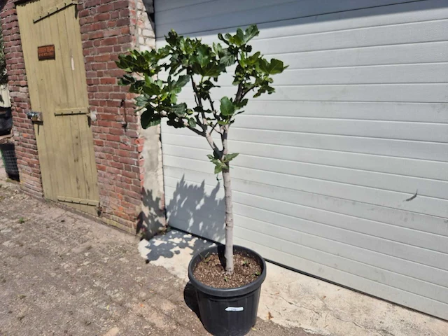 Vijgenboom - ficus carica - fruit tree - hoogte ca. 150 cm - afbeelding 1 van  3