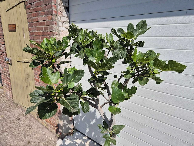 Vijgenboom - ficus carica - fruit tree - hoogte ca. 150 cm - afbeelding 2 van  3