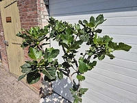 Vijgenboom - ficus carica - fruit tree - hoogte ca. 150 cm - afbeelding 2 van  3