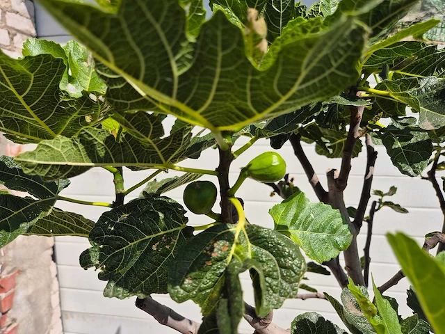 Vijgenboom - ficus carica - fruit tree - hoogte ca. 150 cm - afbeelding 3 van  3