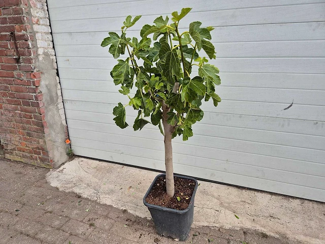 Vijgenboom - ficus carica - hoogte ca. 100 cm - afbeelding 1 van  2
