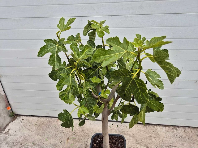 Vijgenboom - ficus carica - hoogte ca. 100 cm - afbeelding 2 van  2