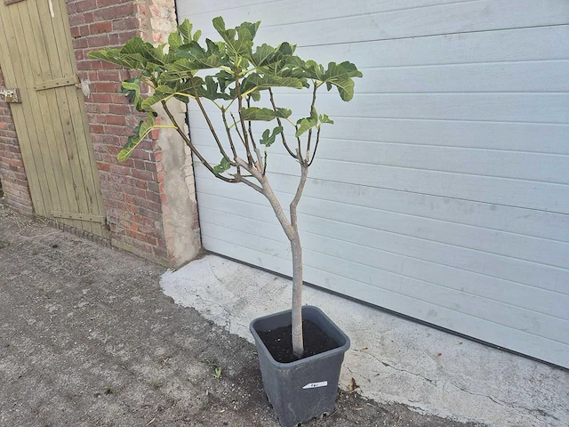 Vijgenboom - ficus carica - hoogte ca. 100 cm - afbeelding 1 van  2
