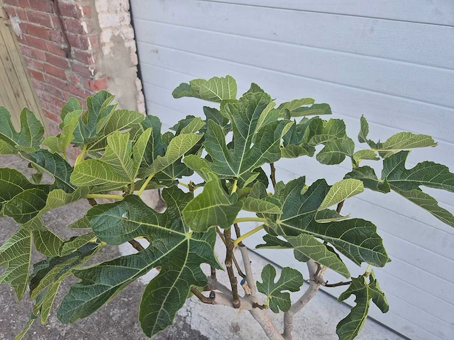 Vijgenboom - ficus carica - hoogte ca. 100 cm - afbeelding 2 van  2