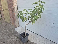 Vijgenboom - ficus carica - hoogte ca. 100 cm - afbeelding 1 van  3