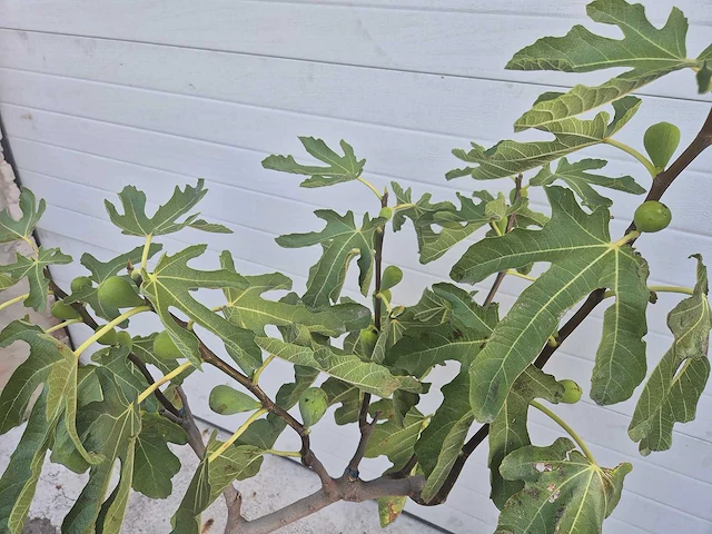 Vijgenboom - ficus carica - hoogte ca. 100 cm - afbeelding 2 van  3