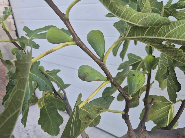 Vijgenboom - ficus carica - hoogte ca. 100 cm - afbeelding 3 van  3
