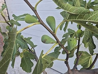 Vijgenboom - ficus carica - hoogte ca. 100 cm - afbeelding 3 van  3