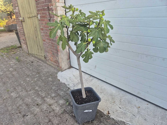 Vijgenboom - ficus carica - hoogte ca. 100 cm - afbeelding 1 van  2