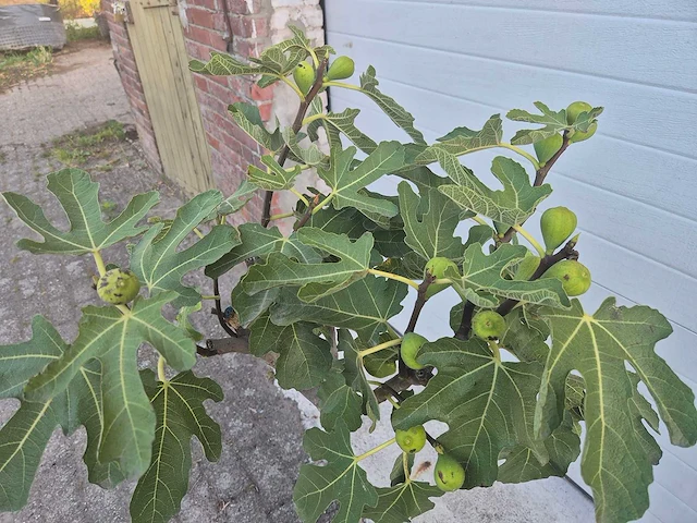 Vijgenboom - ficus carica - hoogte ca. 100 cm - afbeelding 2 van  2