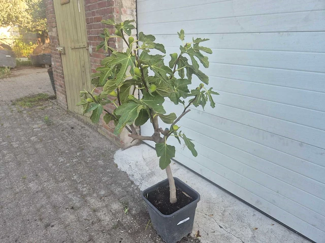 Vijgenboom - ficus carica - hoogte ca. 100 cm - afbeelding 1 van  3