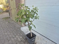 Vijgenboom - ficus carica - hoogte ca. 100 cm - afbeelding 1 van  3