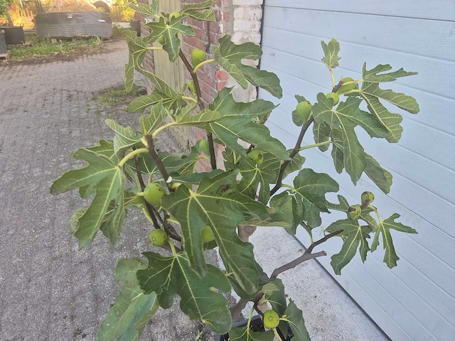 Vijgenboom - ficus carica - hoogte ca. 100 cm - afbeelding 2 van  3