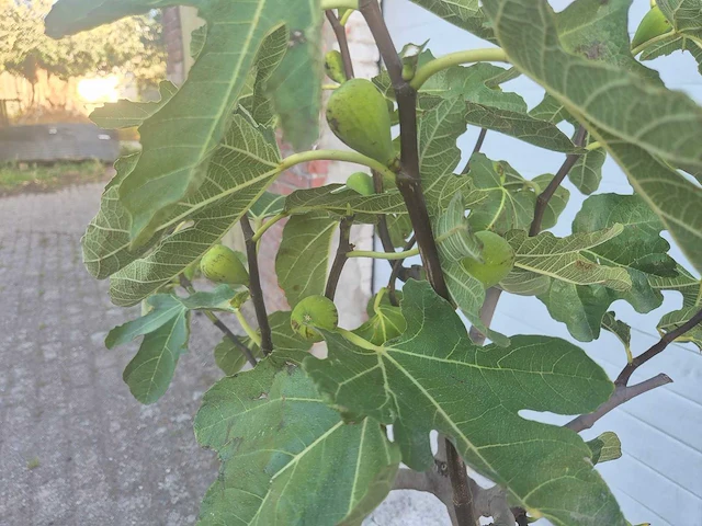 Vijgenboom - ficus carica - hoogte ca. 100 cm - afbeelding 3 van  3