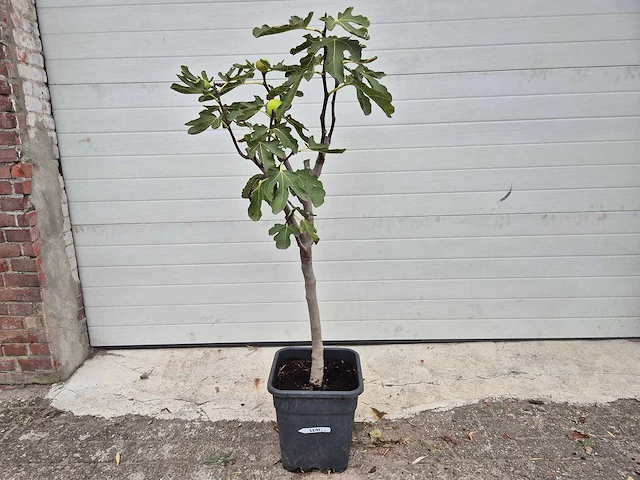 Vijgenboom - ficus carica - hoogte ca. 100 cm - afbeelding 1 van  3
