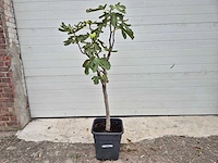 Vijgenboom - ficus carica - hoogte ca. 100 cm - afbeelding 1 van  3