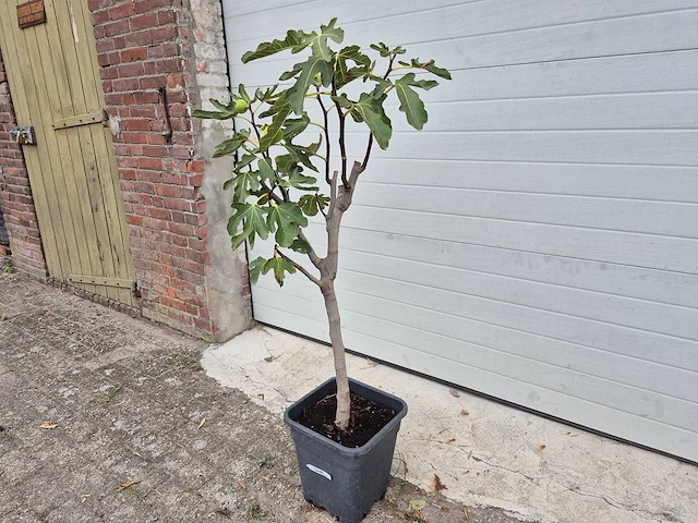 Vijgenboom - ficus carica - hoogte ca. 100 cm - afbeelding 2 van  3