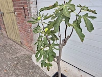 Vijgenboom - ficus carica - hoogte ca. 100 cm - afbeelding 3 van  3