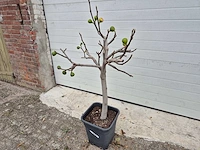 Vijgenboom - ficus carica - hoogte ca. 100 cm - afbeelding 1 van  3